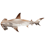 Fanyil Metal Shark Art