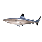 Fanyil Metal Shark Art
